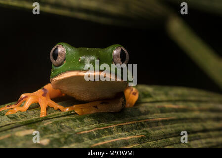 Eine Phyllomedusa (Callimedusa) tomopterna aus Peru. Stockfoto