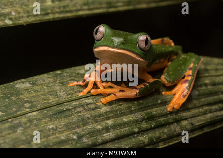 Eine Phyllomedusa (Callimedusa) tomopterna aus Peru. Stockfoto