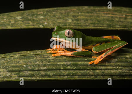 Eine Phyllomedusa (Callimedusa) tomopterna aus Peru. Stockfoto