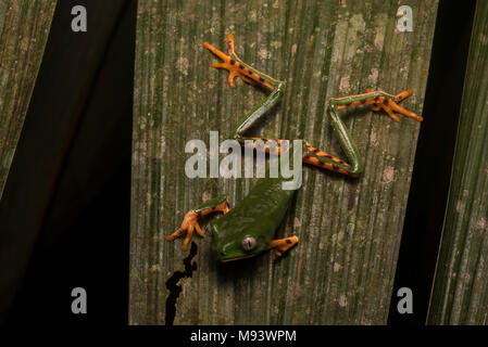 Eine Phyllomedusa (Callimedusa) tomopterna aus Peru. Stockfoto