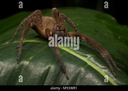 Eine wandernde Spinne (Phoneutria Arten) aus den peruanischen Dschungel. Diese Spinnen sind als einer der Stärksten, der Gifte unter Spinnen zu haben. Stockfoto