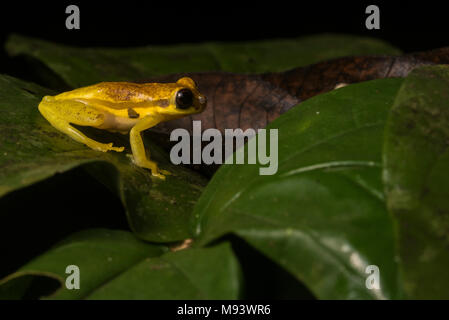 Dendropsophus rhodopeplus, die rot-skirted Laubfrosch ist ziemlich variabel in der Farbe und hat unterschiedliche Mengen an roten reicht von "Keine" zu viel. Stockfoto