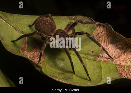 Eine wandernde Spinne (Phoneutria Arten) aus den peruanischen Dschungel. Diese Spinnen sind als einer der Stärksten, der Gifte unter Spinnen zu haben. Stockfoto