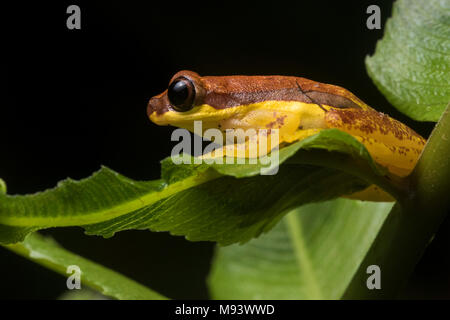 Dendropsophus rhodopeplus, die rot-skirted Laubfrosch ist ziemlich variabel in der Farbe und hat unterschiedliche Mengen an roten reicht von "Keine" zu viel. Stockfoto