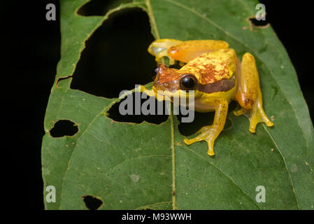 Dendropsophus rhodopeplus, die rot-skirted Laubfrosch ist ziemlich variabel in der Farbe und hat unterschiedliche Mengen an roten reicht von "Keine" zu viel. Stockfoto