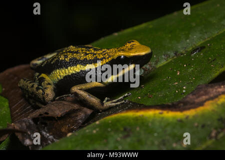 Eine erfreuliche Pfeilgiftfrosch (Ameerega bassleri) eine Art endemisch auf einen kleinen Teil von Peru. Stockfoto