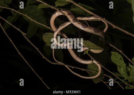 Die blunthead tree snake (Imantodes cenchoa) aus Peru. Stockfoto