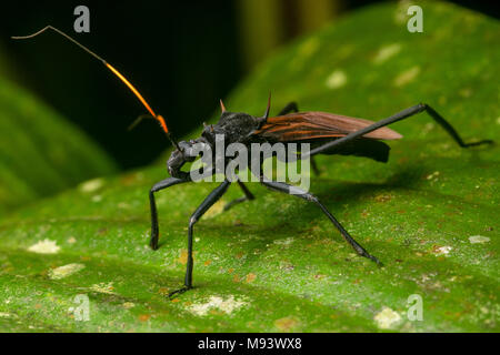 Ein räuberisches assassin Bug (Zelurus sp), dass die Tarantula hawk Wasp nachahmt. Stockfoto