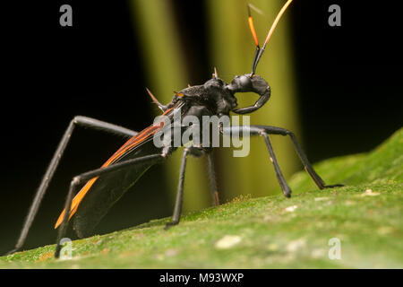 Ein räuberisches assassin Bug (Zelurus sp), dass die Tarantula hawk Wasp nachahmt. Stockfoto