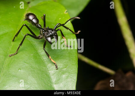 Die berüchtigten bullet Ant (Paraponera clavata), für die meisten schmerzhaft Stechen unter den Insekten bekannt. Gefunden in Zentral- und Südamerika. Stockfoto