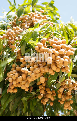 Longan auf dem Baum im Sonnenlicht Stockfoto