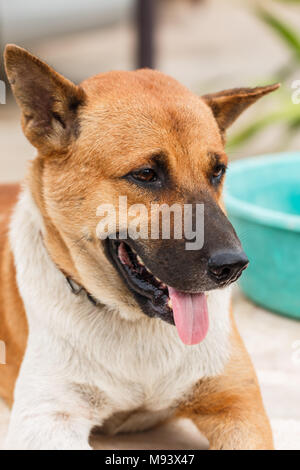 Hund auf steinernen Tisch entspannen Stockfoto