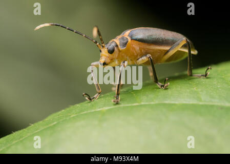 Ein Blatt Käfer (Familie Chrysomelidae) aus Peru. Stockfoto