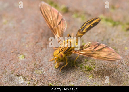 Eine tropische schweben Fliegen aus Peru. Stockfoto