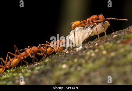 Armee Ameisen der Gattung Eciton hamatum, führen ihre Beute nach einem erfolgreichen Raid auf einem anderen Ant's Nest. Stockfoto