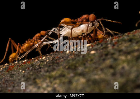 Armee Ameisen der Gattung Eciton hamatum, führen ihre Beute nach einem erfolgreichen Raid auf einem anderen Ant's Nest. Stockfoto