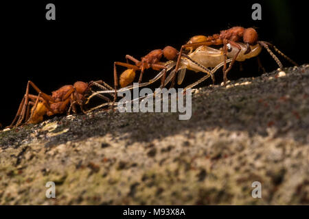 Armee Ameisen der Gattung Eciton hamatum, führen ihre Beute nach einem erfolgreichen Raid auf einem anderen Ant's Nest. Stockfoto