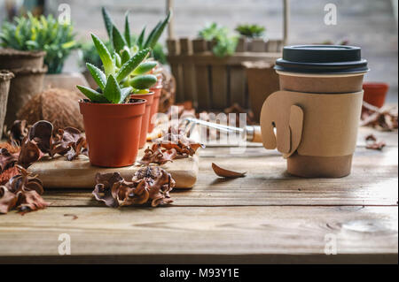 Arbeitsplatz der Floristen. Sukkulenten und Zubehör für den Tausch von Pflanzen. Stockfoto