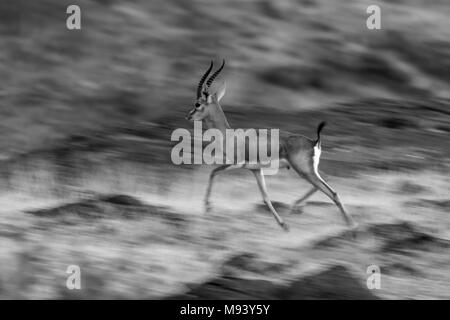 Wild Chinkara (Gazella bennettii) aka Indian Gazelle in Grasland Lebensraum um Pune, Maharashtra, Indien Stockfoto