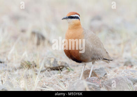 Die indische Renner (Cursorius coromandelicus) Im Grünland rund um Pune, Maharashtra, Indien Stockfoto