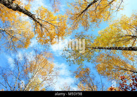 Herbst Birken Kronen gegen blauen Himmel mit Wolken. Stockfoto