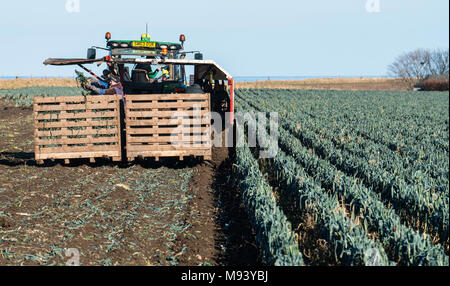 Anzeigen von landwirtschaftlichen Arbeitskräften Ernte Bereich der Lauch in East Lothian, Schottland, Vereinigtes Königreich Stockfoto