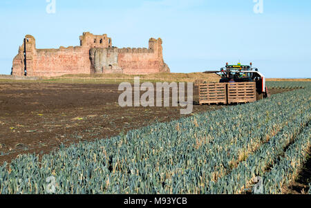 Anzeigen von landwirtschaftlichen Arbeitskräften Ernte Bereich der Lauch vor Tantallon Castle in East Lothian, Schottland, Vereinigtes Königreich Stockfoto