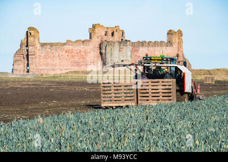 Anzeigen von landwirtschaftlichen Arbeitskräften Ernte Bereich der Lauch vor Tantallon Castle in East Lothian, Schottland, Vereinigtes Königreich Stockfoto