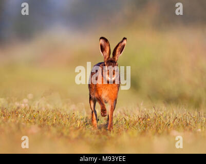 Hase läuft auf die Kamera Stockfoto