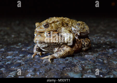 Erdkröte - Bufo bufo-Paarung Paar in Amplexus mit einem berüchtigten Migration Kreuzung an einer viel befahrenen Landstraße während der Zucht Migration p gefunden Stockfoto