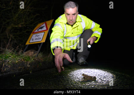 Kröte Patrouille auf einer belebten Hampshire Lane. Im Frühjahr jedes Jahr tausende von Kröten, Frösche und Molche aus ihrem Winterschlaf zu Zucht migrieren Stockfoto