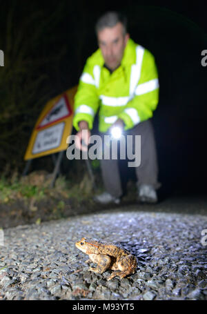 Kröte Patrouille auf einer belebten Hampshire Lane. Im Frühjahr jedes Jahr tausende von Kröten, Frösche und Molche aus ihrem Winterschlaf zu Zucht migrieren Stockfoto