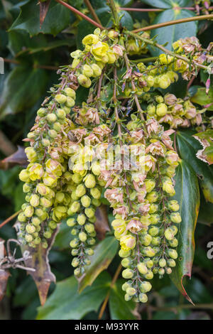 Mahonia bealei (Beale's Berberitze, Beal, lederfarn von mahonia Mahonia) mit gelben Beeren im Frühjahr in Großbritannien. Stockfoto