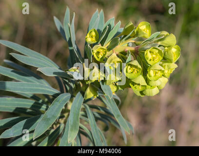 Euphorbia characias - Wolfsmilch subsp Wulfenii (Mittelmeer) Pflanze im Frühjahr wächst im Süden von Deutschland. Stockfoto