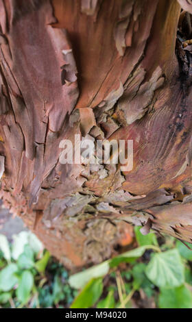 Detailansicht Der abblätternde Rinde vom Stamm eines Paperbark Ahorn (Acer griseum), einem rötlichen Baum im Frühjahr wachsen in Großbritannien. Stockfoto