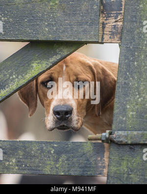 Foxhound durch Tor suchen Stockfoto