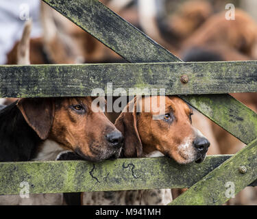 Englisch foxhound Stockfoto