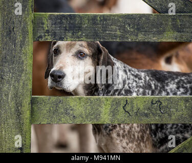 Englisch foxhound Stockfoto