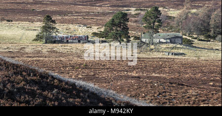 Abgebrochene Croft von Ostern Crannich auf Dava Moor in Schottland. Stockfoto