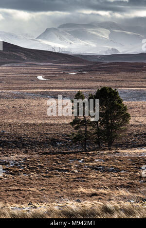 Schneesturm über die Cairngorm Mountains von Dava Moor in Schottland. Stockfoto