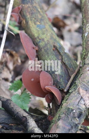 Gelee Ohr Pilz/Auricularia judae Aurikel - Stockfoto