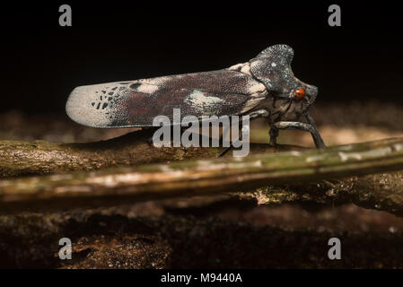 Irgendeine Art von tropischen leafhopper (Familie Cicadellidae) vom San Martin Abteilung im Norden Perus. Stockfoto