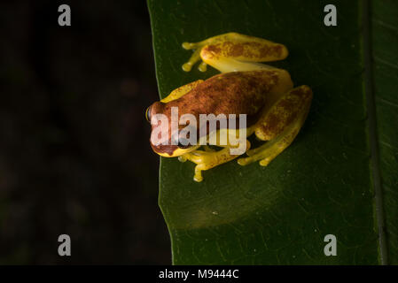 Rot-skirted Treefrog (Dendropsophus rhodopeplus) aus dem Peruanischen Regenwald nicht weit von Tarapoto, Peru. Stockfoto