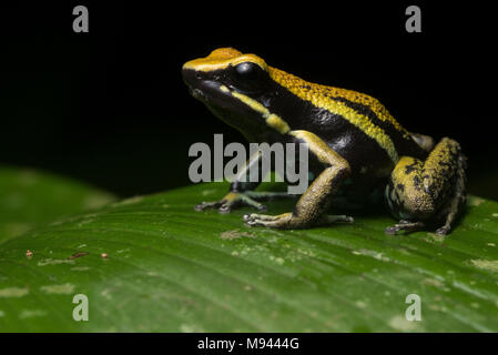 Die pleasting Pfeilgiftfrosch (Ameerega bassleri) aus Peru. Stockfoto