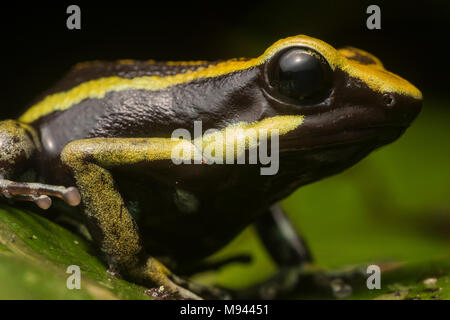 Die pleasting Pfeilgiftfrosch (Ameerega bassleri) aus Peru. Stockfoto