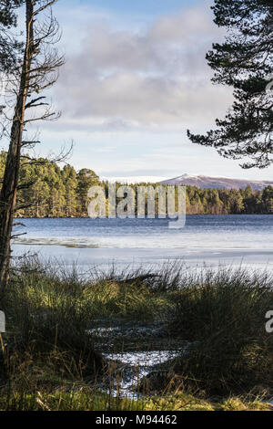 Loch Garten und Abernethy Wald im Cairngorms Nationalpark von Schottland. Stockfoto