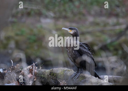 Kormoran, Phalacrocorax, stehend auf einem Felsen am Fluss lossie in der Nähe eines Wasserfalls in Elgin Moray in Schottland thront. Stockfoto