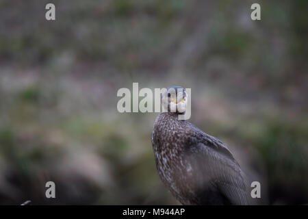 Kormoran, Phalacrocorax, stehend auf einem Felsen am Fluss lossie in der Nähe eines Wasserfalls in Elgin Moray in Schottland thront. Stockfoto