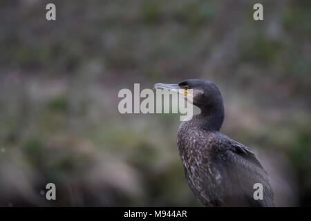 Kormoran, Phalacrocorax, stehend auf einem Felsen am Fluss lossie in der Nähe eines Wasserfalls in Elgin Moray in Schottland thront. Stockfoto