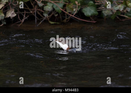 Wasseramsel Cinclus, Tauchen, hüpfenden und Baden am Fluss lossie in Elgin Moray, Schottland im März Stockfoto